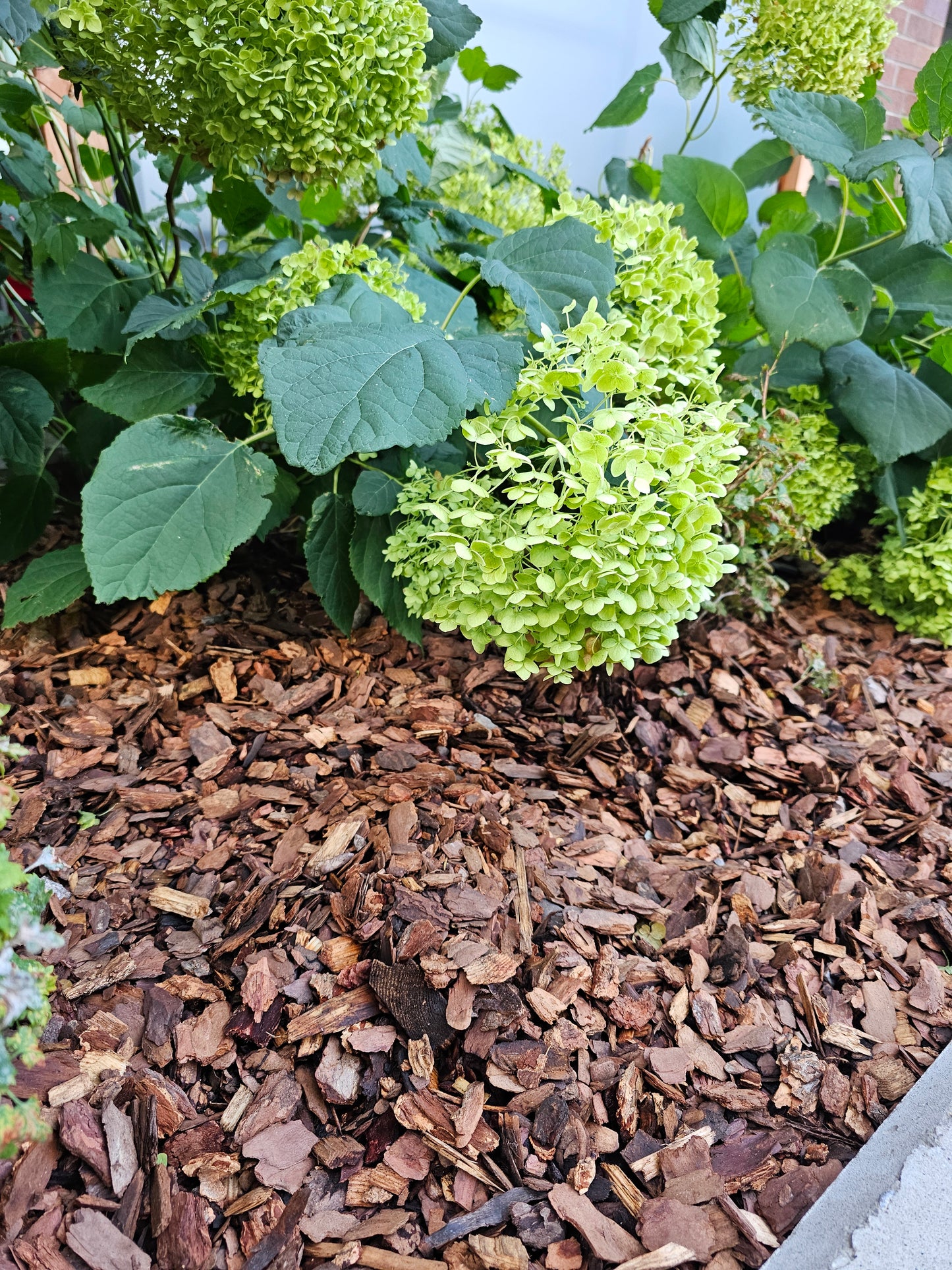 Small 1” to 2” Douglas Fir Bark Nuggets - Full Pallet (50 Bags)