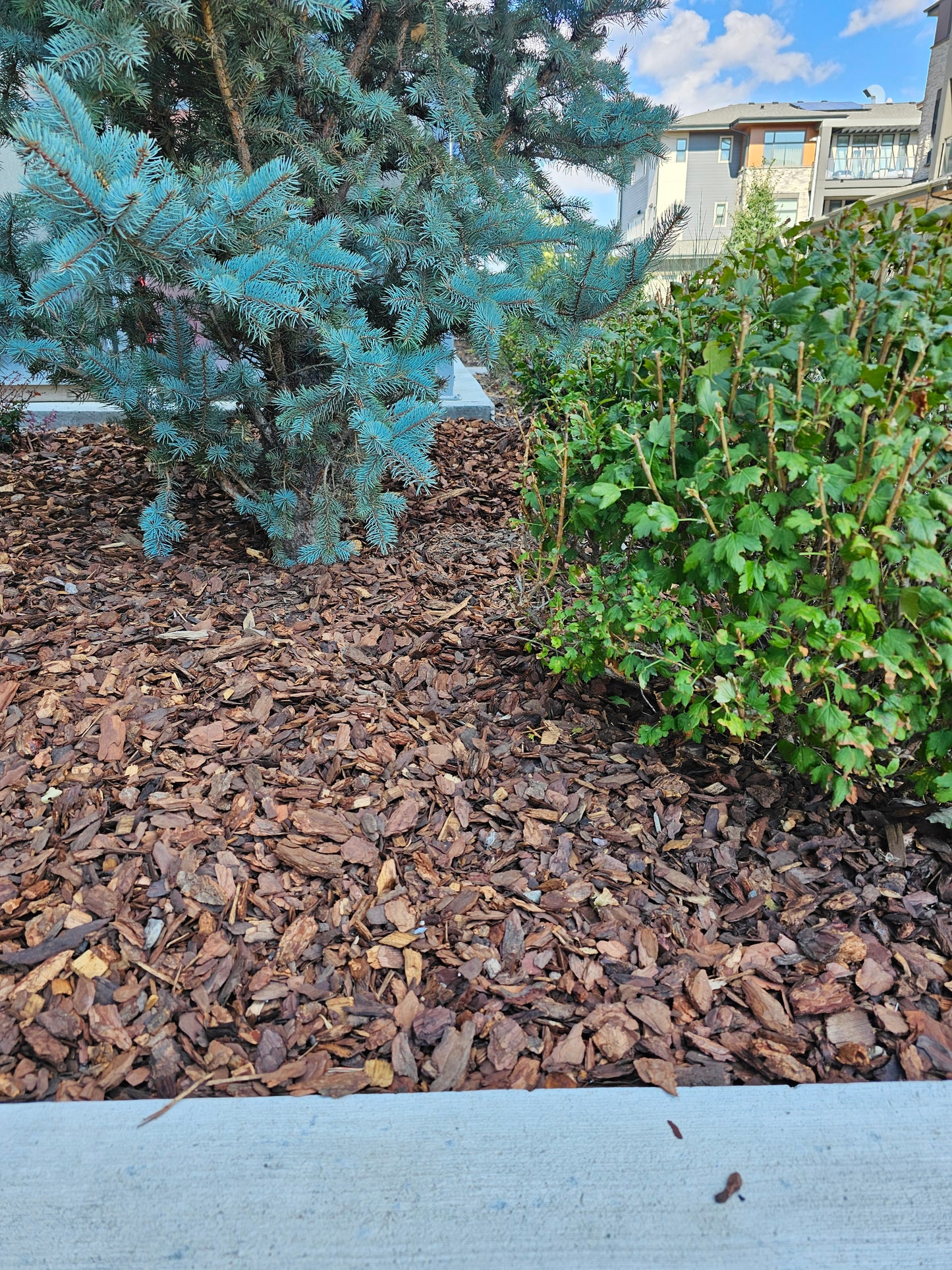 Small 1” to 2” Douglas Fir Bark Nuggets -  3.0 Cubic Foot Bag