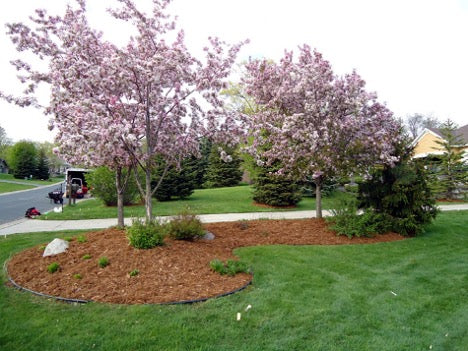 Western Red Cedar Mulch -5.5 Cubic Yard Bales