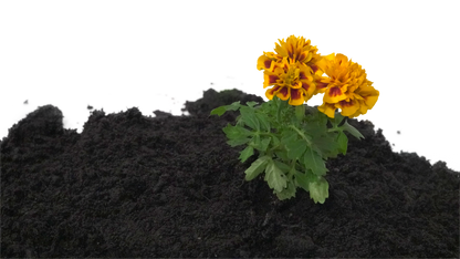 Bulk Compost